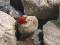 ladybug02.jpg